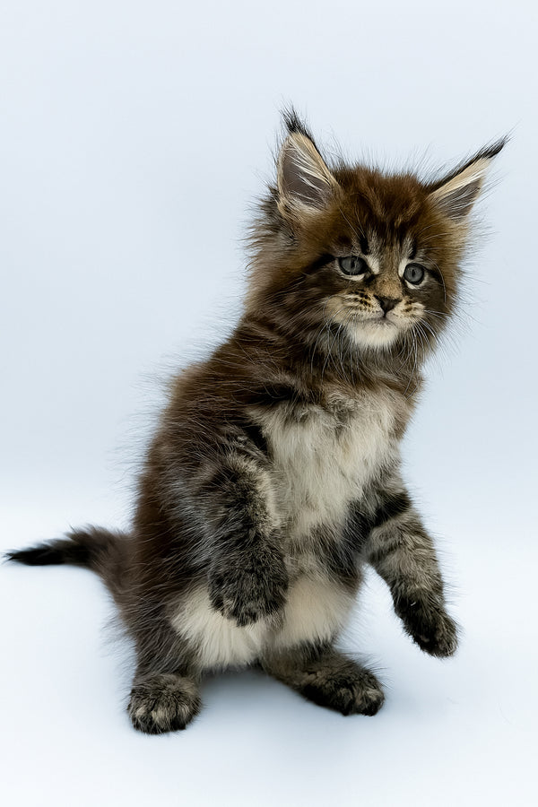 Zelya | Maine Coon Kitten