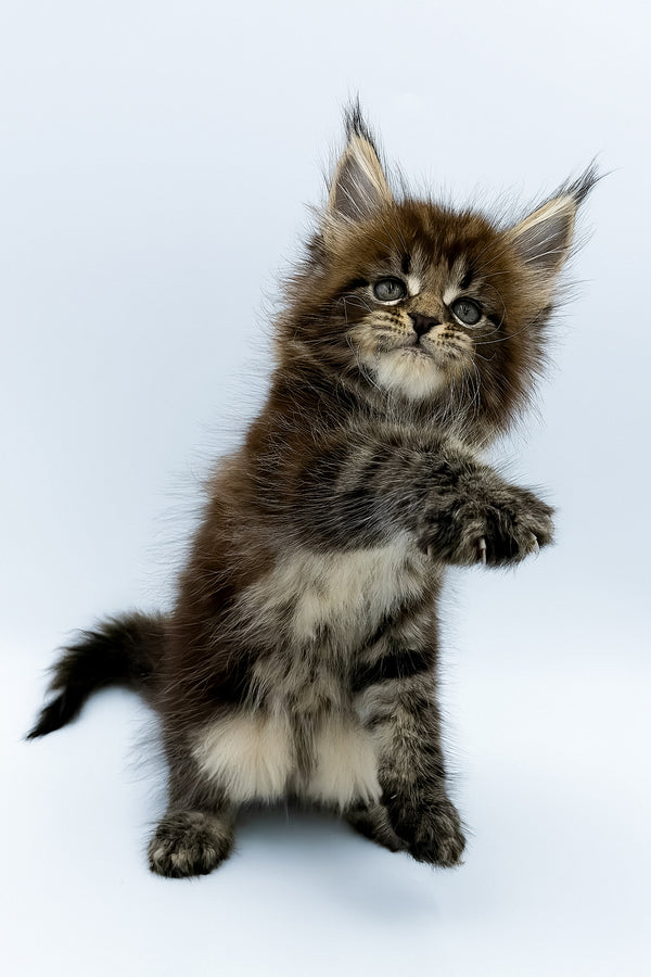 Zelya | Maine Coon Kitten