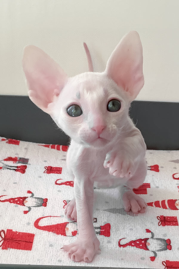 Zemfira | Cornish Rex Kitten