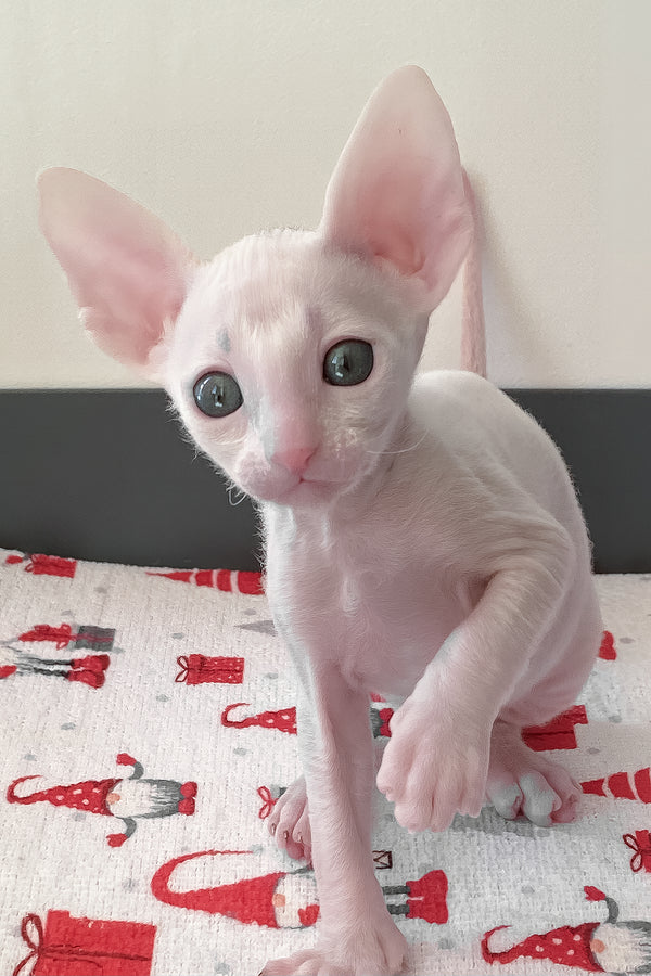 Zemfira | Cornish Rex Kitten