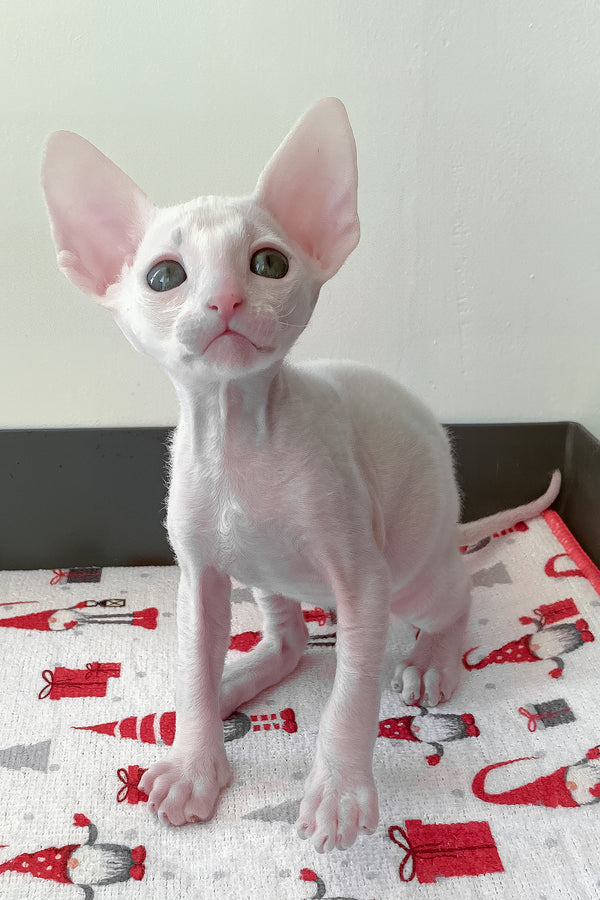 Zemfira | Cornish Rex Kitten