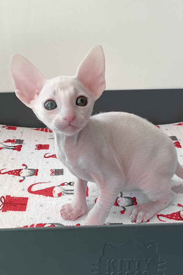 Zemfira | Cornish Rex Kitten