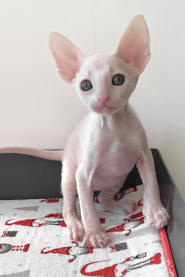 Zemfira | Cornish Rex Kitten