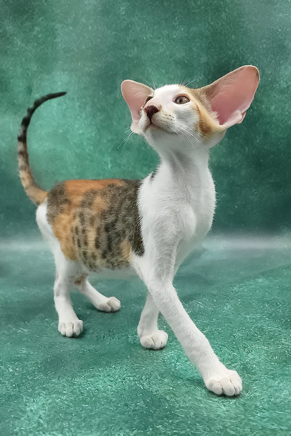 Zendaya | Oriental Shorthair Kitten