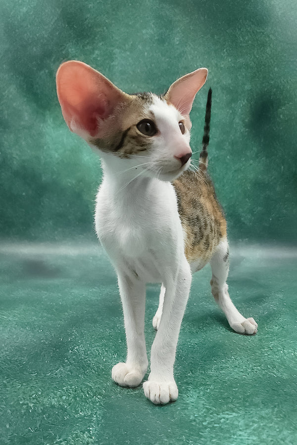 Zendaya | Oriental Shorthair Kitten