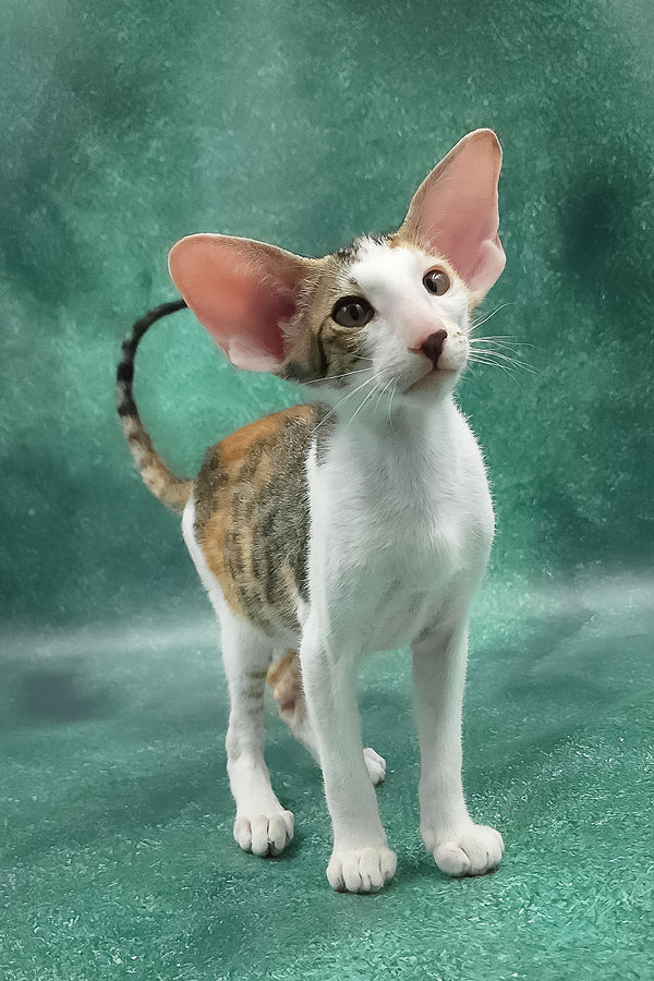 Zendaya | Oriental Shorthair Kitten
