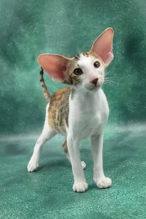 Zendaya | Oriental Shorthair Kitten