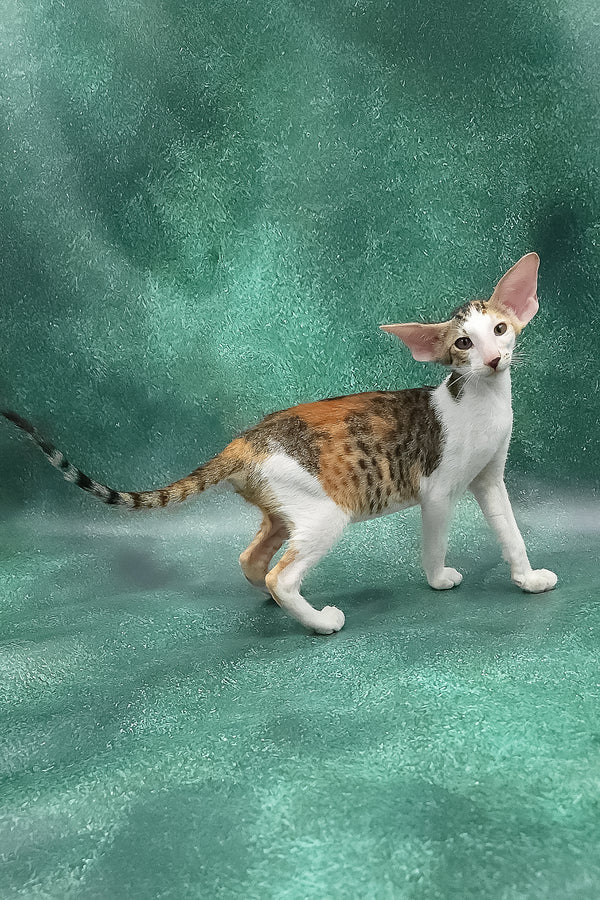 Zendaya | Oriental Shorthair Kitten