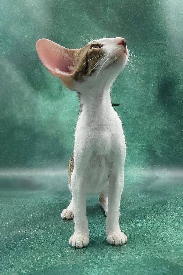 Zendaya | Oriental Shorthair Kitten