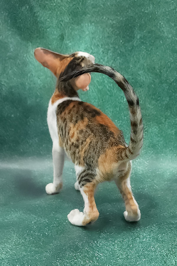 Zendaya | Oriental Shorthair Kitten