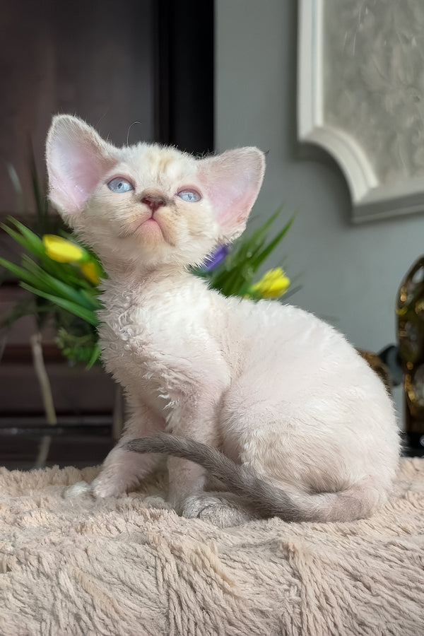 Zeneva | Devon Rex Kitten