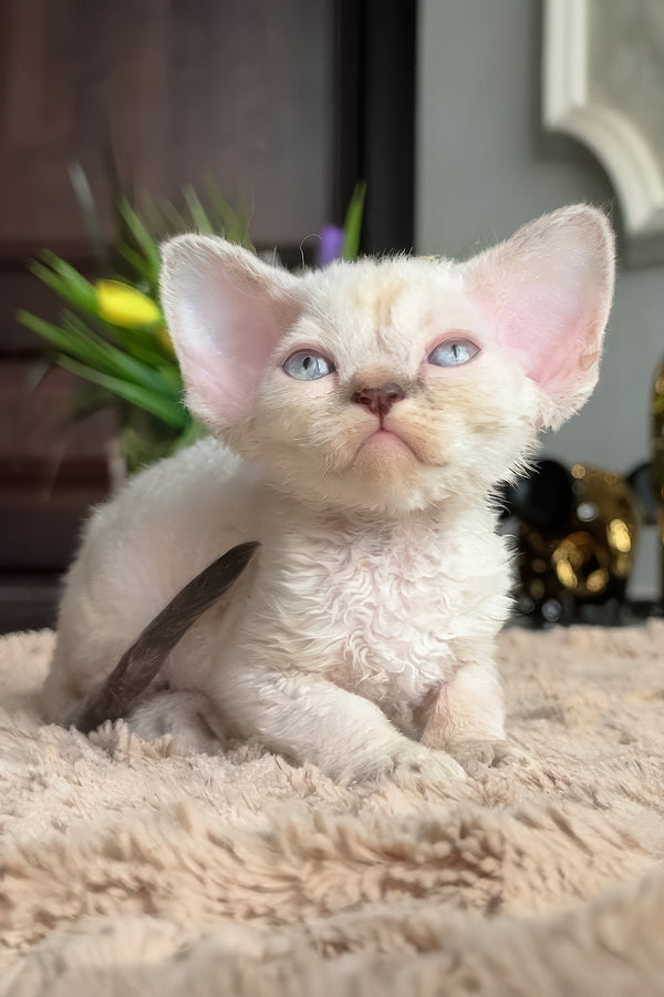 Zeneva | Devon Rex Kitten