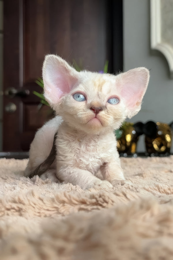 Zeneva | Devon Rex Kitten