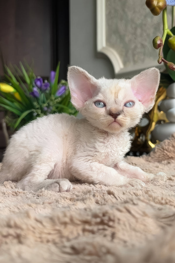 Zeneva | Devon Rex Kitten