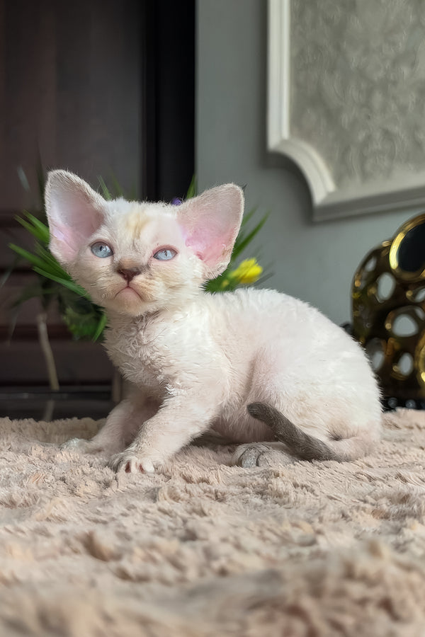 Zeneva | Devon Rex Kitten