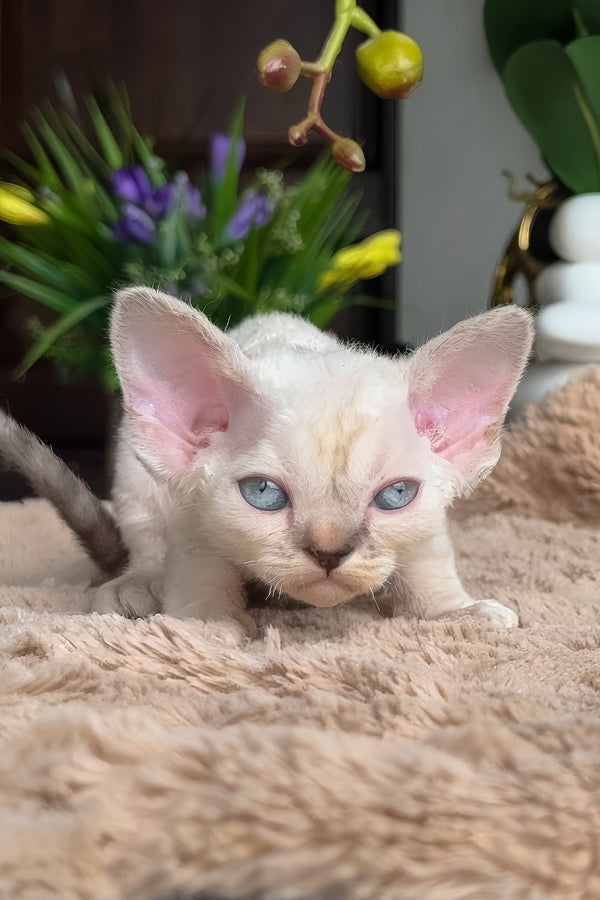 Zeneva | Devon Rex Kitten