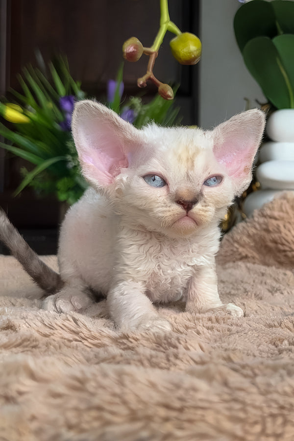 Zeneva | Devon Rex Kitten