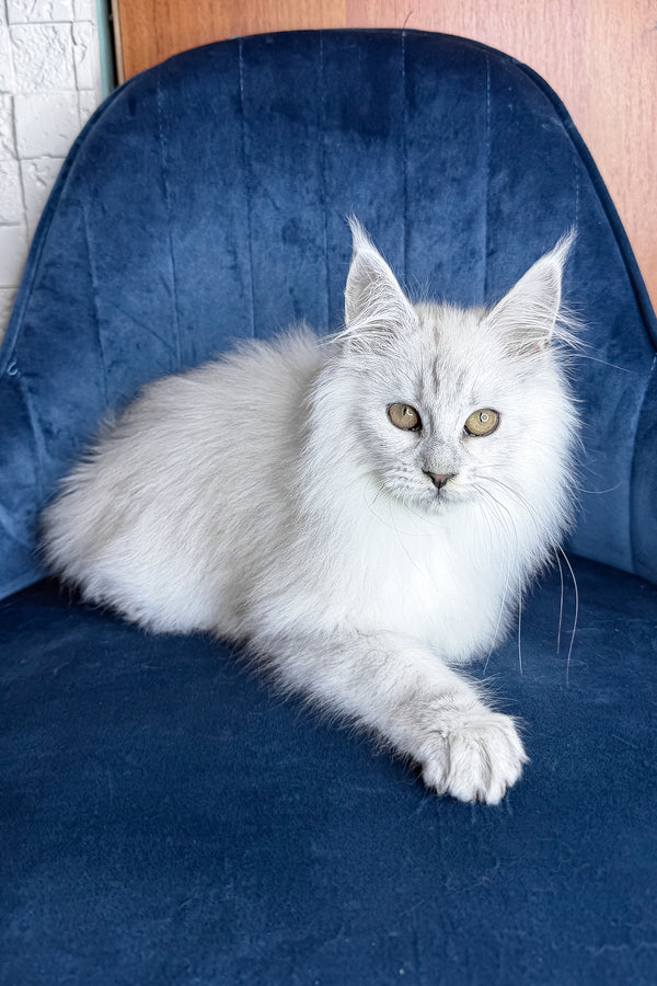 Zephir | Maine Coon Kitten