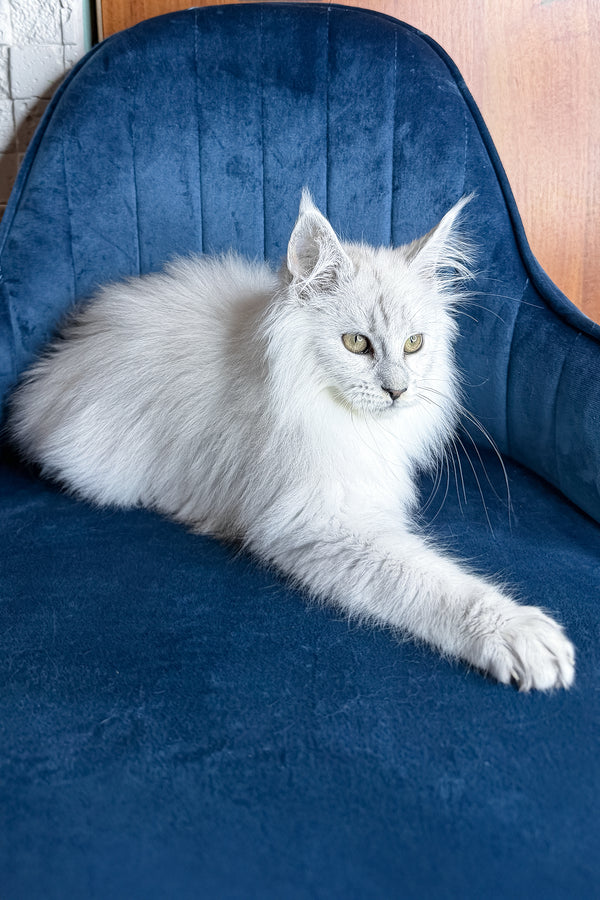 Zephir | Maine Coon Kitten