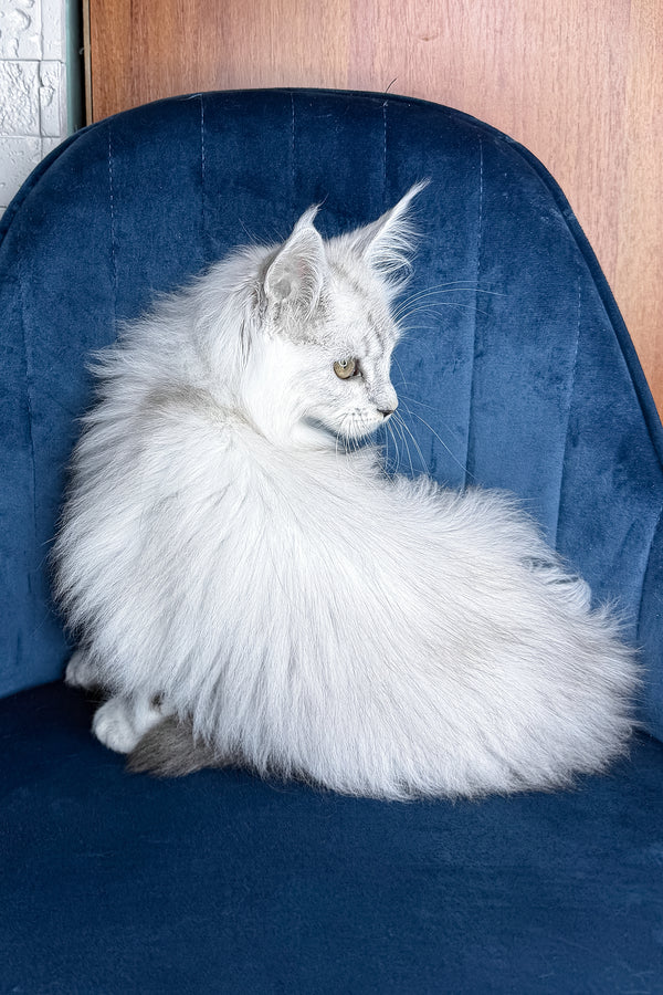 Zephir | Maine Coon Kitten