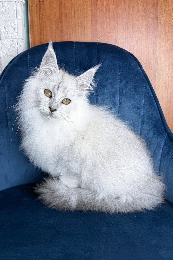 Zephir | Maine Coon Kitten