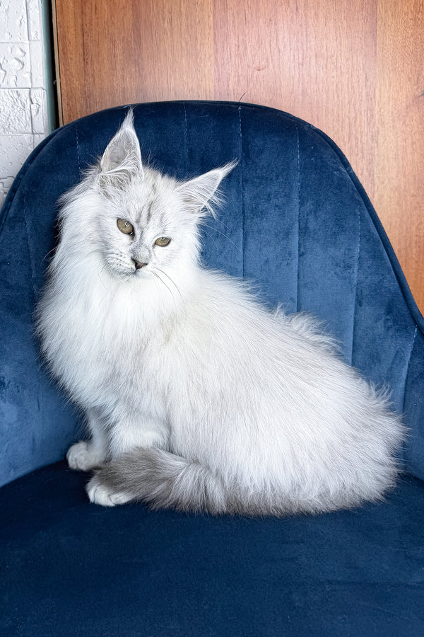 Zephir | Maine Coon Kitten