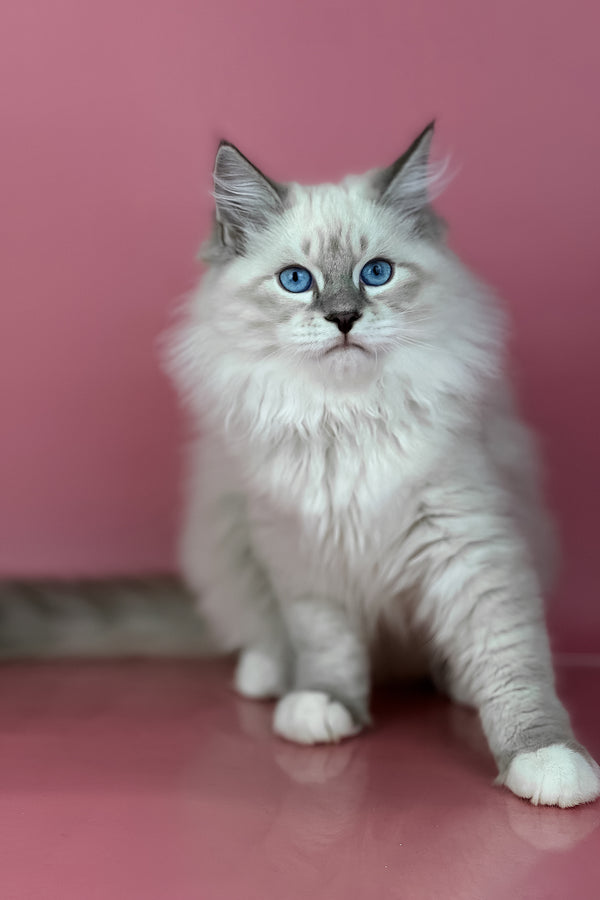 Zephir | Siberian Kitten