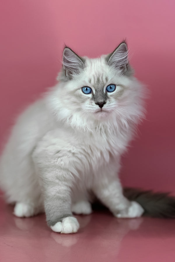 Zephir | Siberian Kitten