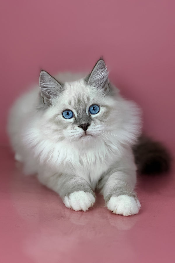 Zephir | Siberian Kitten
