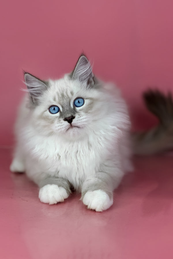 Zephir | Siberian Kitten