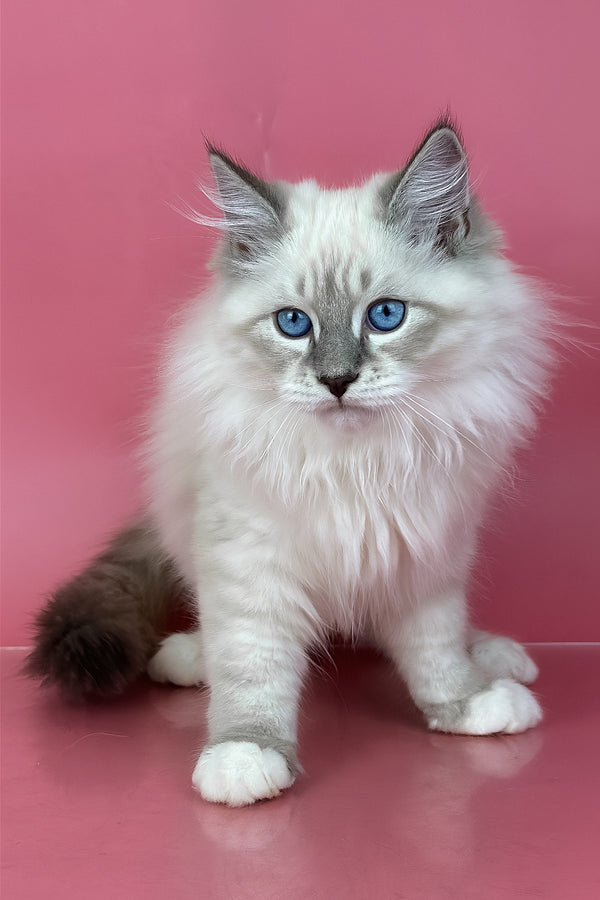 Zephir | Siberian Kitten