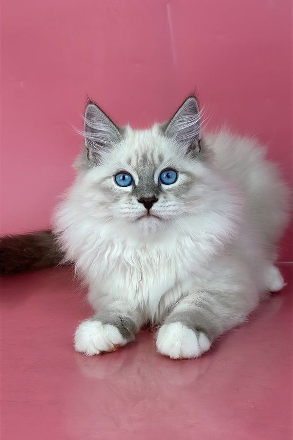 Zephir | Siberian Kitten