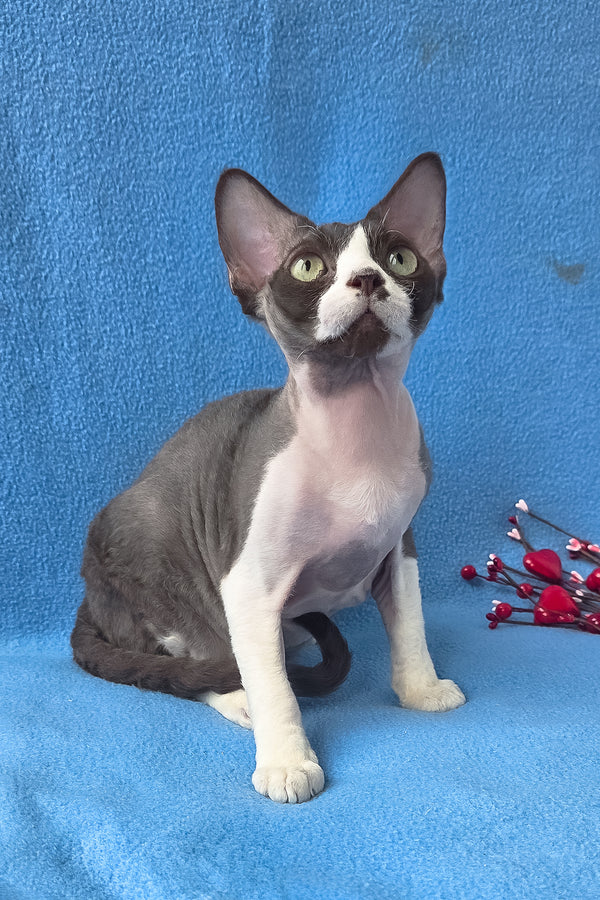 Zephyr | Devon Rex Kitten