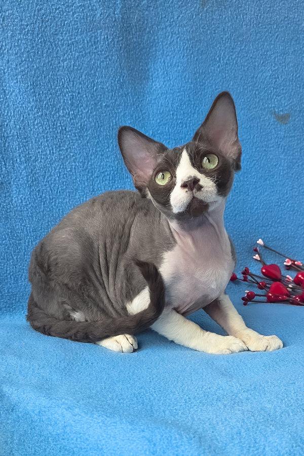 Zephyr | Devon Rex Kitten