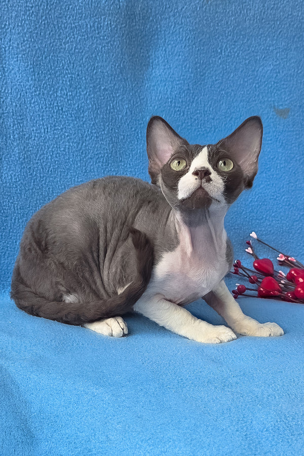 Zephyr | Devon Rex Kitten
