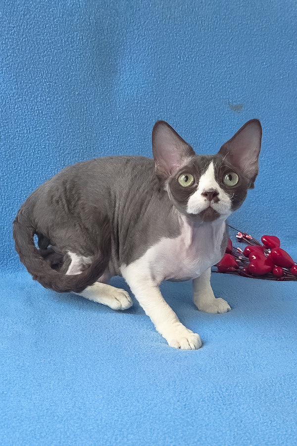 Zephyr | Devon Rex Kitten