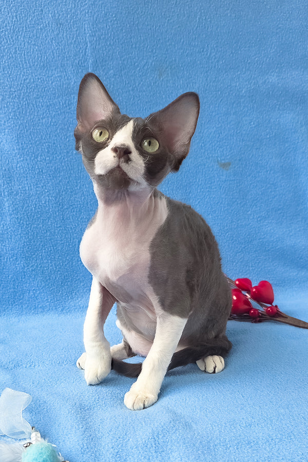 Zephyr | Devon Rex Kitten