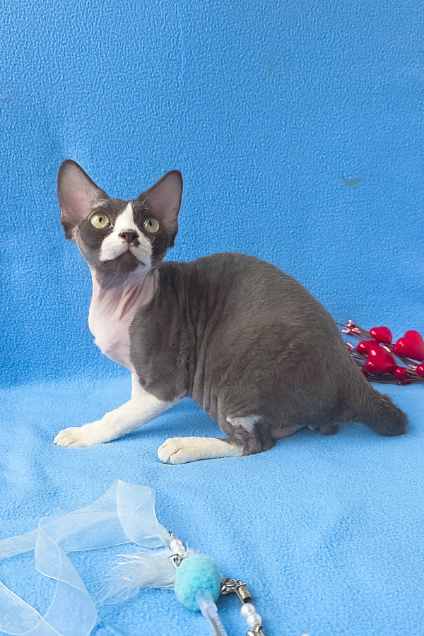 Zephyr | Devon Rex Kitten