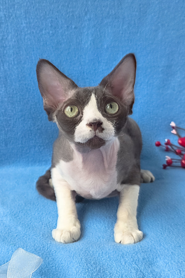 Zephyr | Devon Rex Kitten
