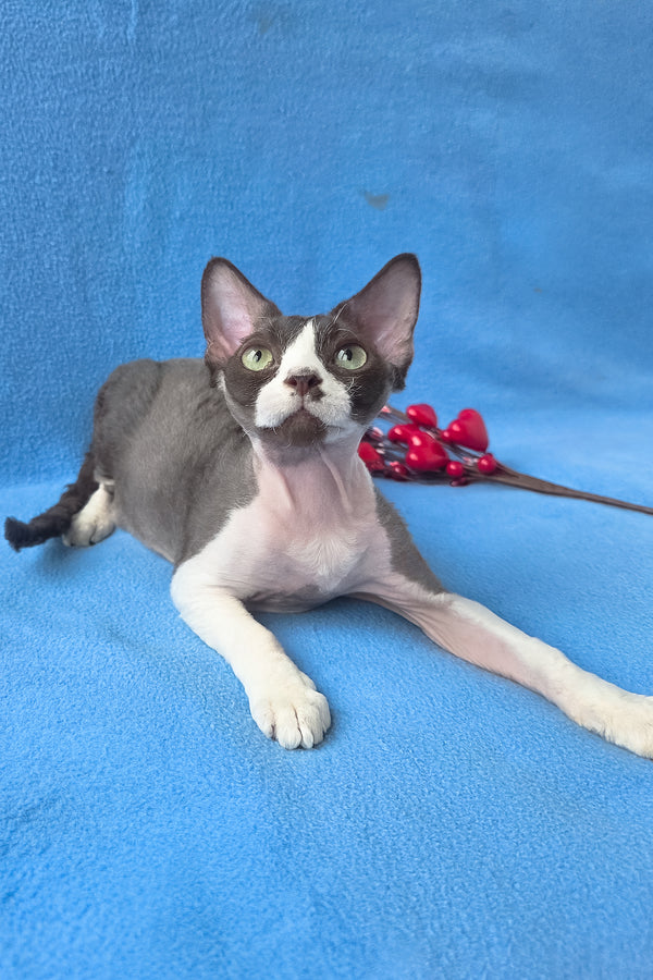 Zephyr | Devon Rex Kitten