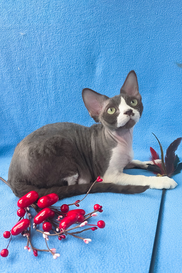 Zephyr | Devon Rex Kitten