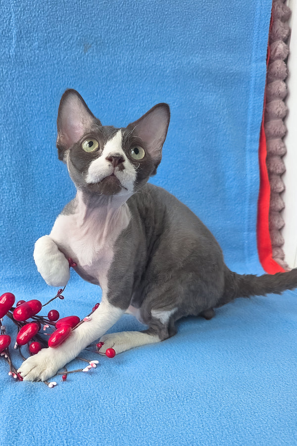 Zephyr | Devon Rex Kitten