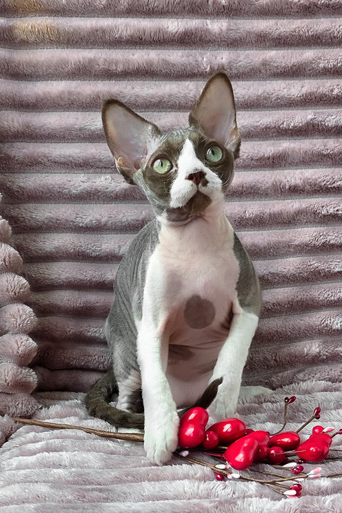 Zephyr | Devon Rex Kitten