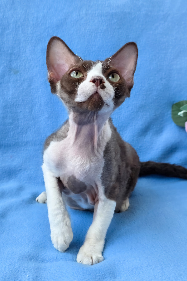 Zephyr | Devon Rex Kitten