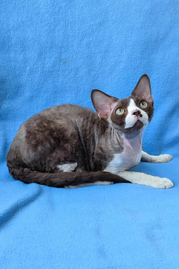 Zephyr | Devon Rex Kitten