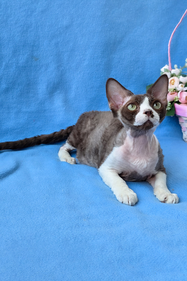 Zephyr | Devon Rex Kitten