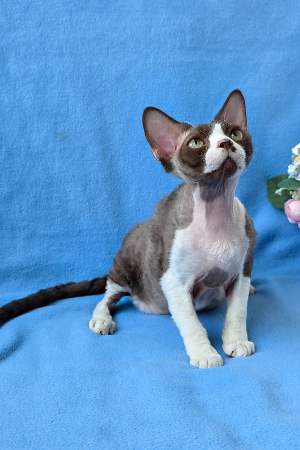 Zephyr | Devon Rex Kitten