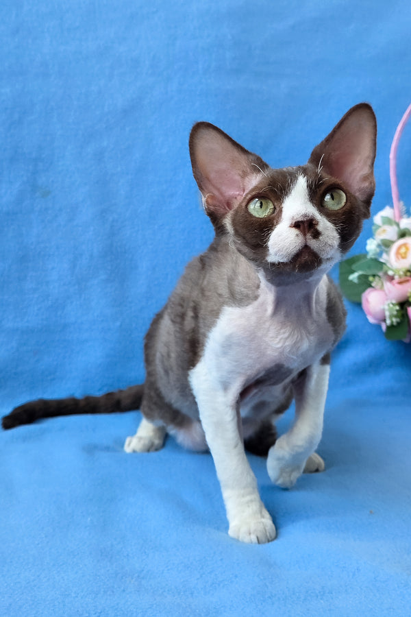 Zephyr | Devon Rex Kitten