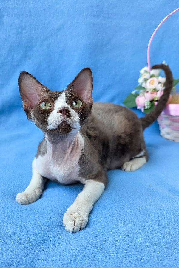 Zephyr | Devon Rex Kitten