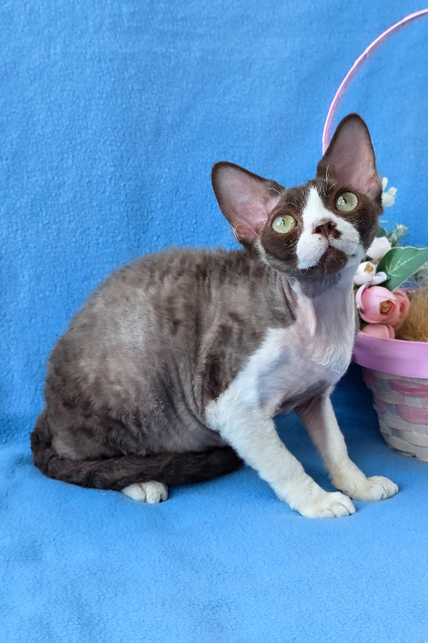 Zephyr | Devon Rex Kitten